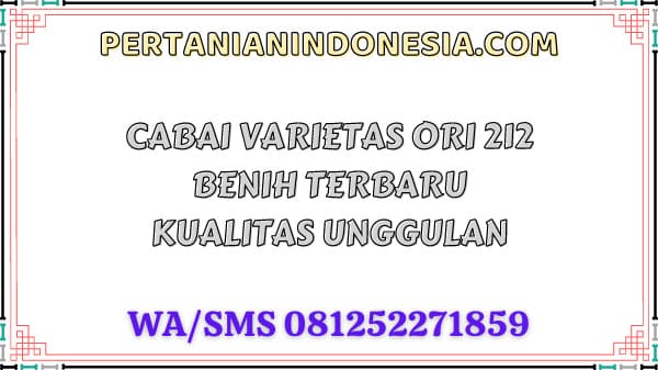 Cabai Varietas Ori 212 Benih Terbaru Kualitas Unggulan